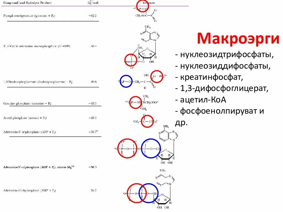 Макроэрги. Макроэрги тиоэфиры. Классификация макроэргов. Структура основных макроэргов. Примеры макроэргических соединений.