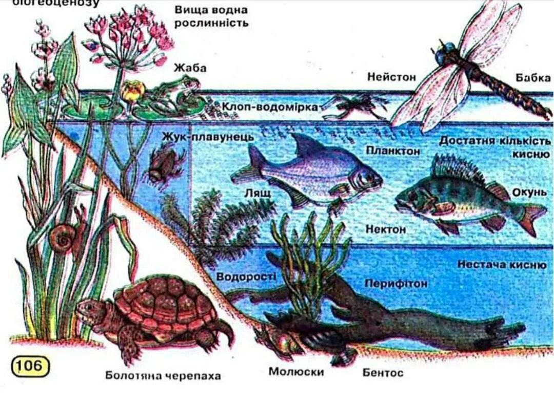 Какие организмы живут в аквариуме биология. Биоценоз пруда ярусность. Экосистема водоема. Структура экосистемы водоема. Простоанственная структура водоёма.
