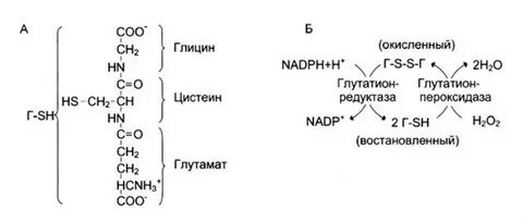 Биологическая роль глутатиона биохимия