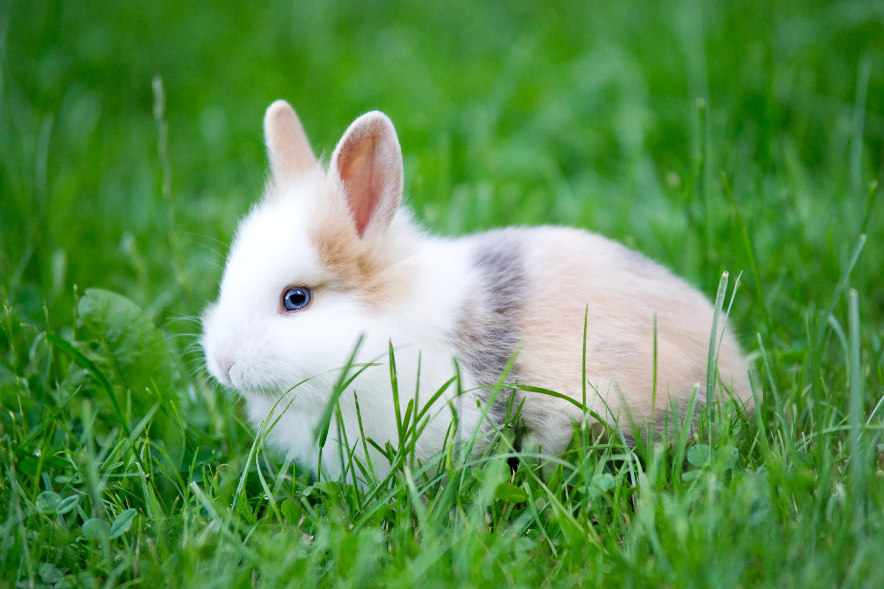 Кролик картинка. Кролик. Кролик фото. Крольчонок. Кролик обои.