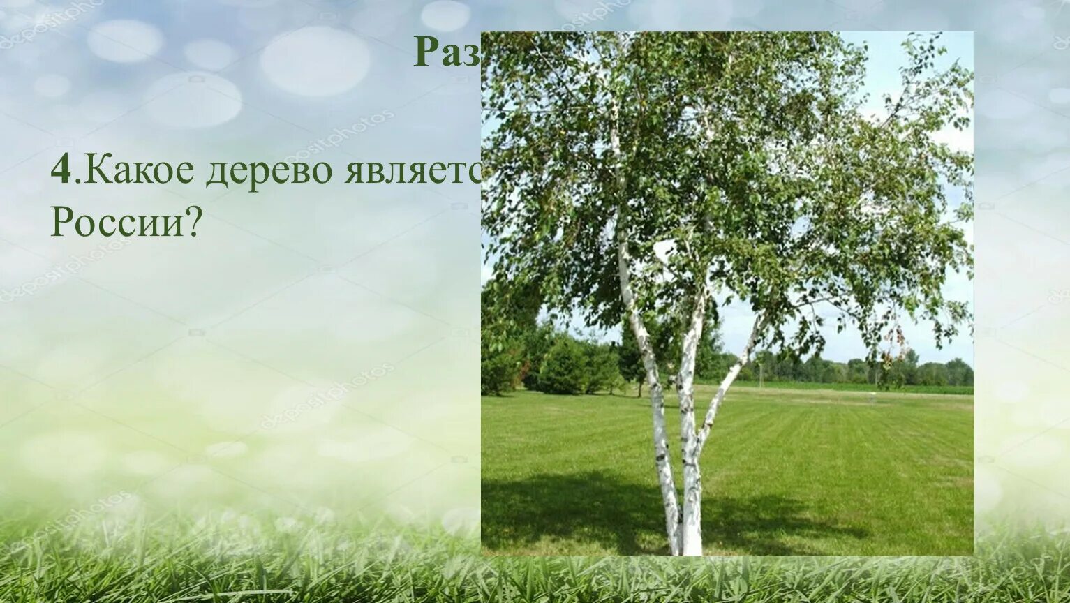 Какие деревья являются символами. Какое дерево является символом россии. символ россии береза для детей. берёза символ россии картинки. какие 2 дерева являются символом россии.