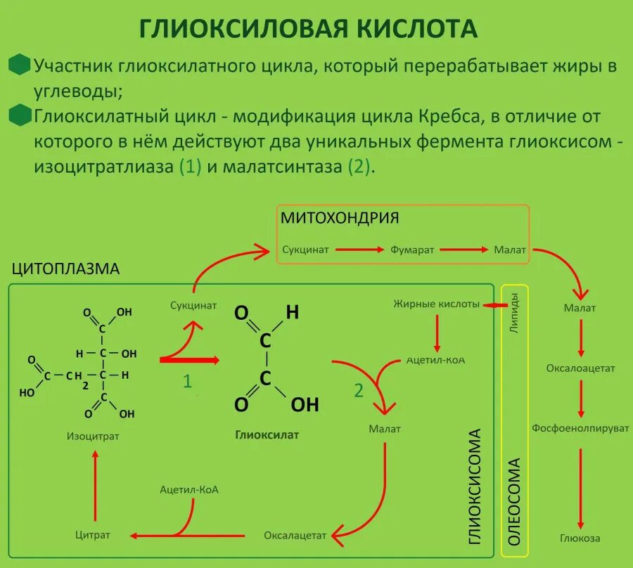 Цикл глиоксиловой кислоты глиоксилатный цикл. Глиоксилатный цикл схема. Глиоксалевая кислота формула. Глиоксиловая кислота биороль.