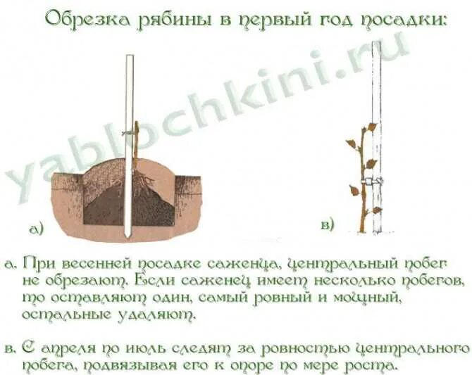 Обрезают ли рябину