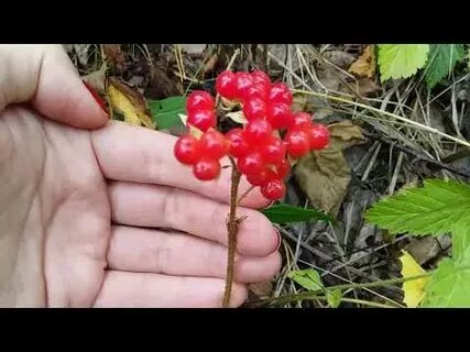 Костяника песня