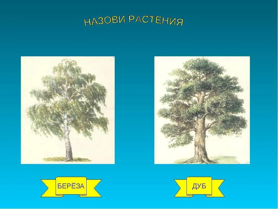 Дуб и береза. Береза растение. Лиственные и хвойные растения. Березка и дуб. Дуб и березка