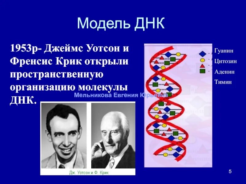 Модель днк была предложена. Открытие структуры молекулы днк (уотсон и крик, 1953). джеймс уотсон модель днк-. открытие структуры днк уотсоном и криком. модель днк уотсона и крика 1953 г.