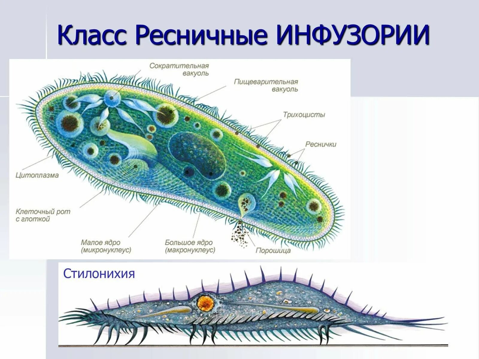 Класс Ресничные инфузории представители. Тип инфузории класс Ресничные инфузории. Тип инфузории класс Ресничные. Ресничные инфузории систематика. Передвижение инфузории