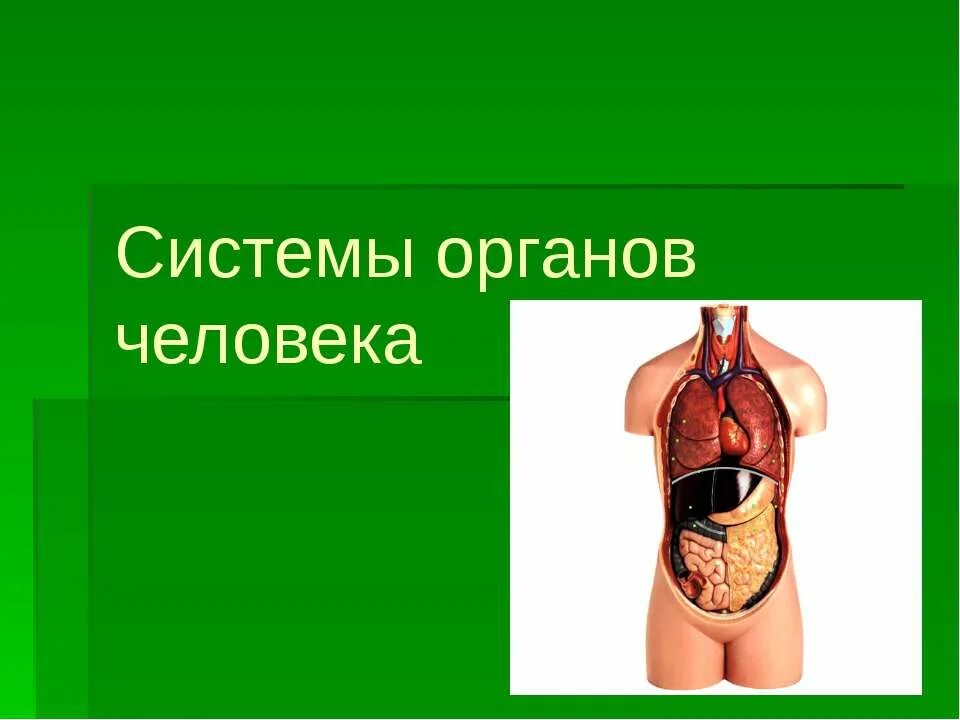 Система органов это 3 класс. Органы и системы органов человека биология презентация. Органы и системы органов человека биология презентация. Системы органов организма человека. Органы и системы органов.
