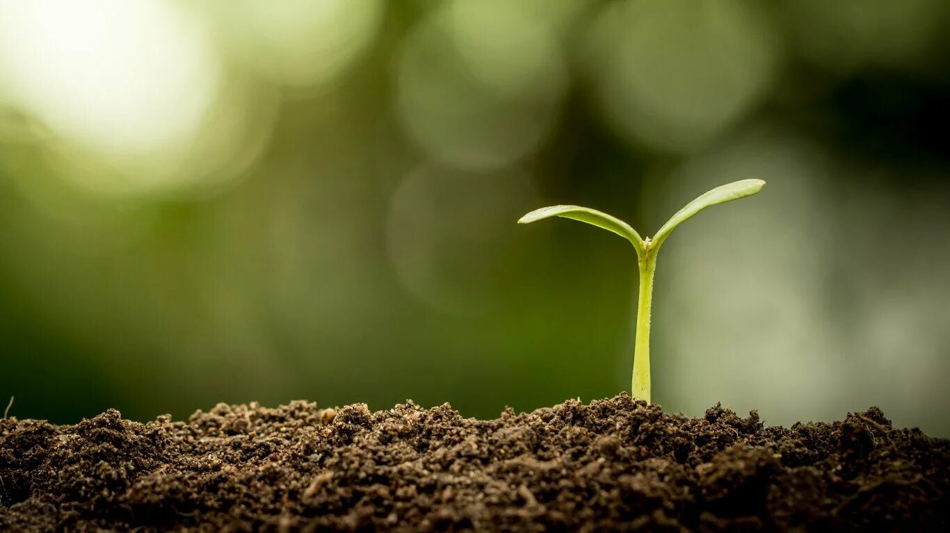 Чистая экология. Проростки редис. Веточка лиственного дерева. Семя проросток цветущее растение. Росток.