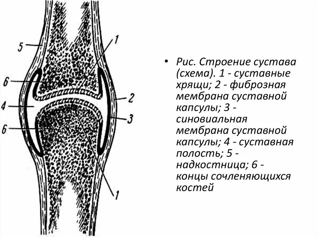 Какие структуры сустава обозначены цифрами. Строение сустава ворсины. Строение сустава фиброзная мембрана. Схема строения сустава человека анатомия. Строение хряща коленного сустава.