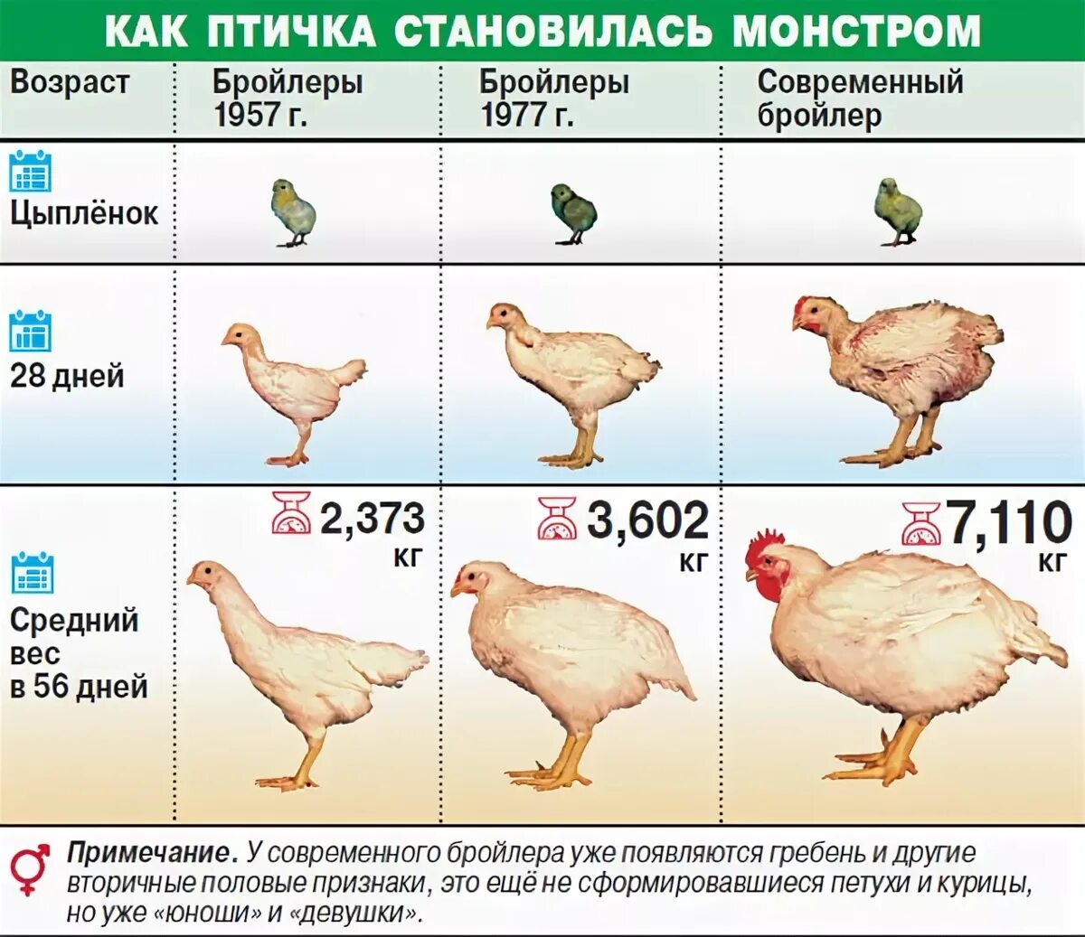 Индексы телосложения животных