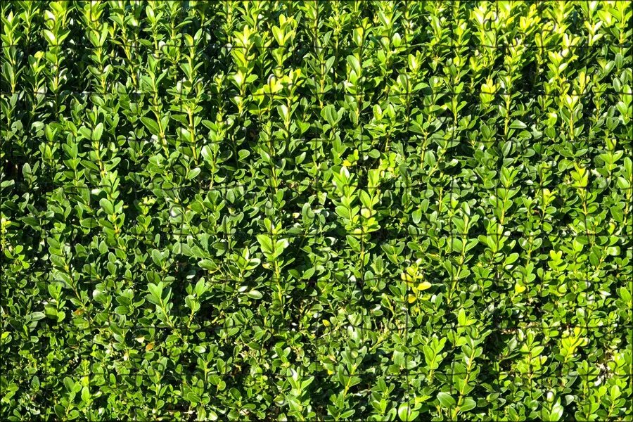 Free Images : nature, wood, texture, leaf, flower, food, spring, green, herb, pr