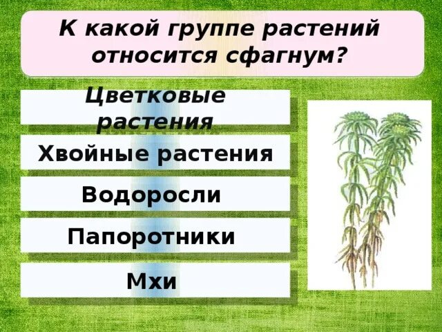 Сфагновые мхи хвойные двудольные папоротниковые. Сфагнум относится к группе. Растение сфагнума относится к группе. Водоросли мхи папоротники. Группа растений папоротники.