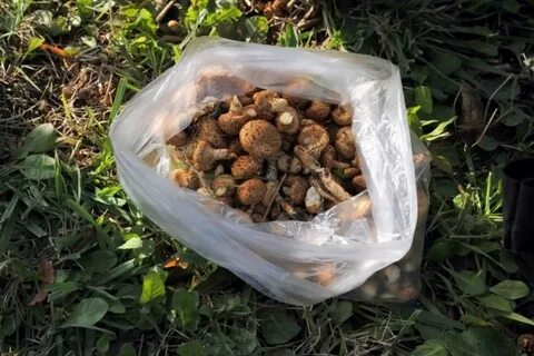 Перевезти грибы