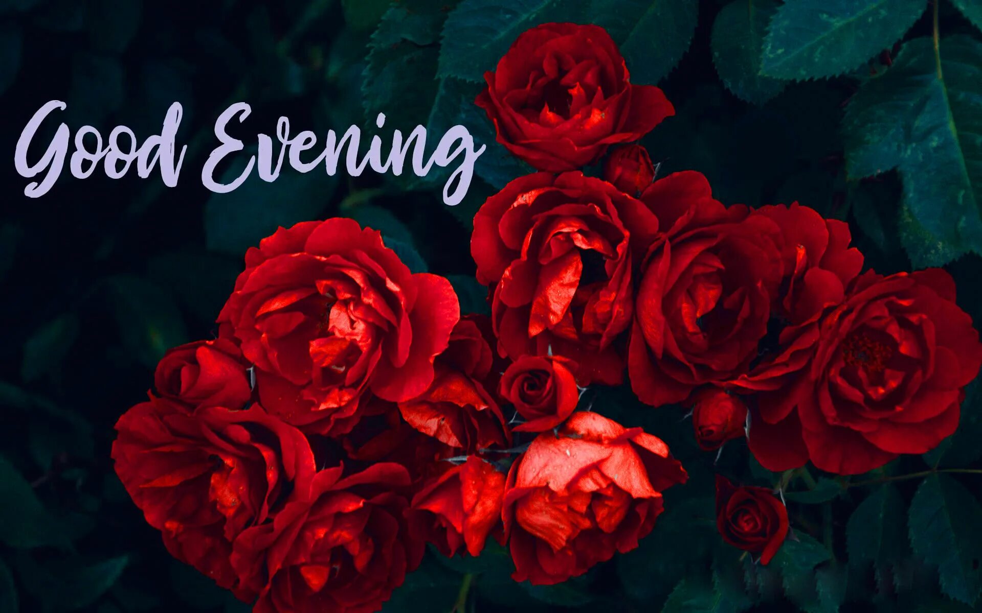 Best evening. Good Evening. Розы ночь обои. Good Evening Flowers. Good Evening Rose гиф.