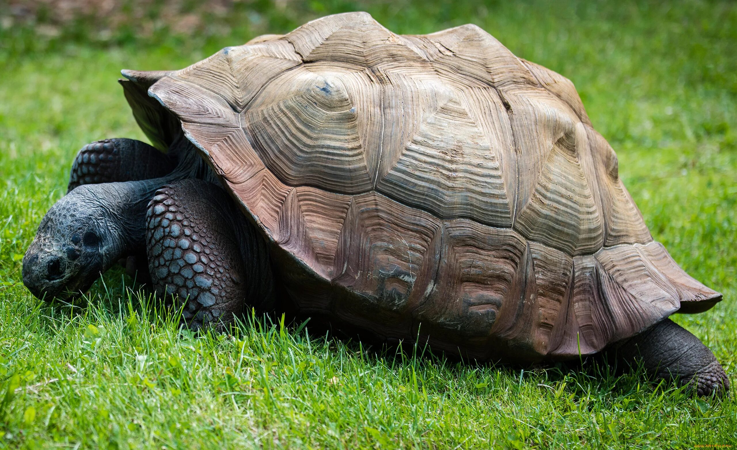 T turtle. Черепаха пресмыкающееся. Комодская черепаха. Пресмыкающихся черепахи. Кольчатая горбатая черепаха.