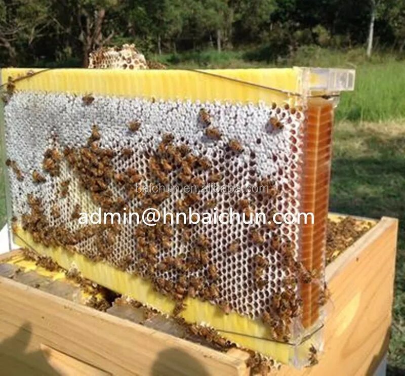 Сот в улье. Пчелопакеты бакфаст. улей flow hive. пасека соты. рамка для пчелиных сот.