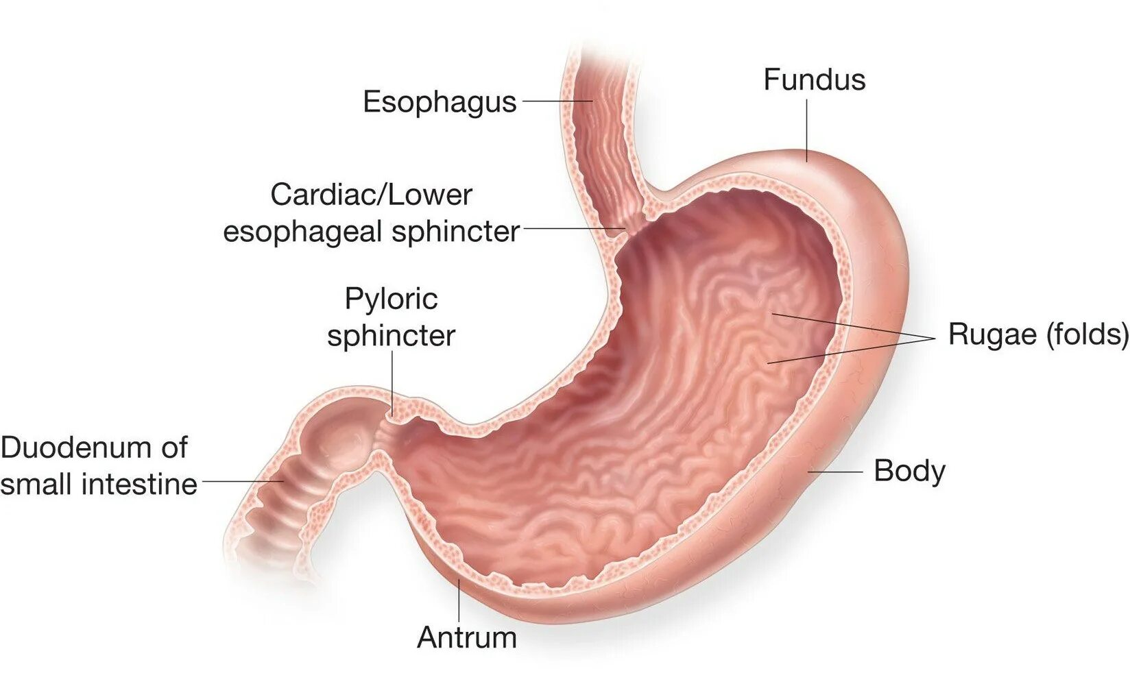 Пищевод складки слизистой. Пищевод и желудок анатомия. Желудок в разрезе. Строение желудка человека. Сфинктеры желудка анатомия.