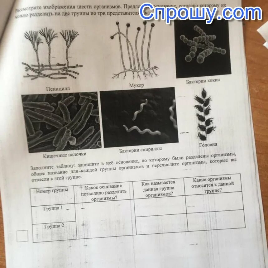 Рассмотрите изображение шести организмов пеницилл мукор. Рассмотрите изображение шести. Рассмотрите изображение шести организмов. Рассмотрите изображение шести организмов предложите основание. Какое основание позволило разделить организмы.