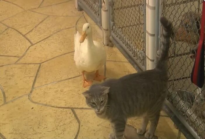 Cat duck. Кошки и утки. Котогусь. Утка с кошкой фото. Как кошка утка.