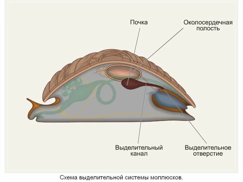 Брюхоногие моллюски выделительная система. Выделительная система брюхоногих моллюсков. Выделительная система прудовика. Тип моллюски выделительная система. Прудовик выделение