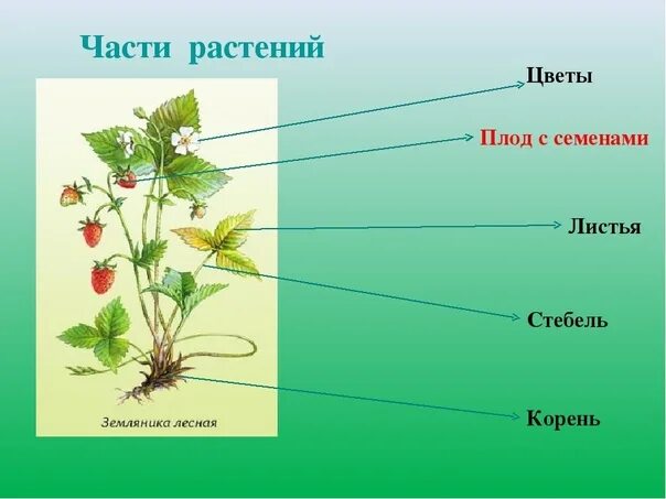 Части растения. Название частей растения. Иллюстрации с изображением частей растений. Назови части растения.