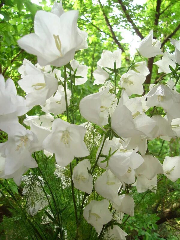 Тысячелистник ахиллея птармика жемчужница. Гипсофила вайт метельчатая. Как называется белая растения. Кампанула белая садовая. Как называется белая растения.