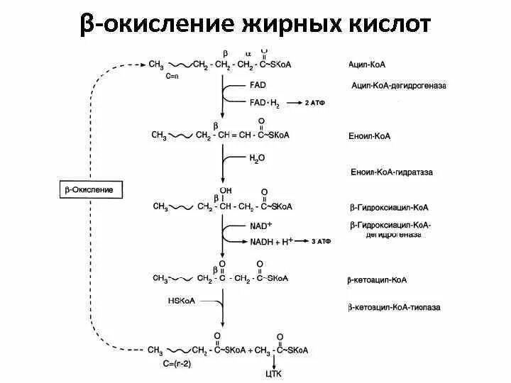 Продукты бета окисления жирных кислот. Ферменты бета окисления жирных кислот. Схема окисления глицерина. Характеристика бета-окисления жирных кислот. Установите последовательность этапов окисления крахмала