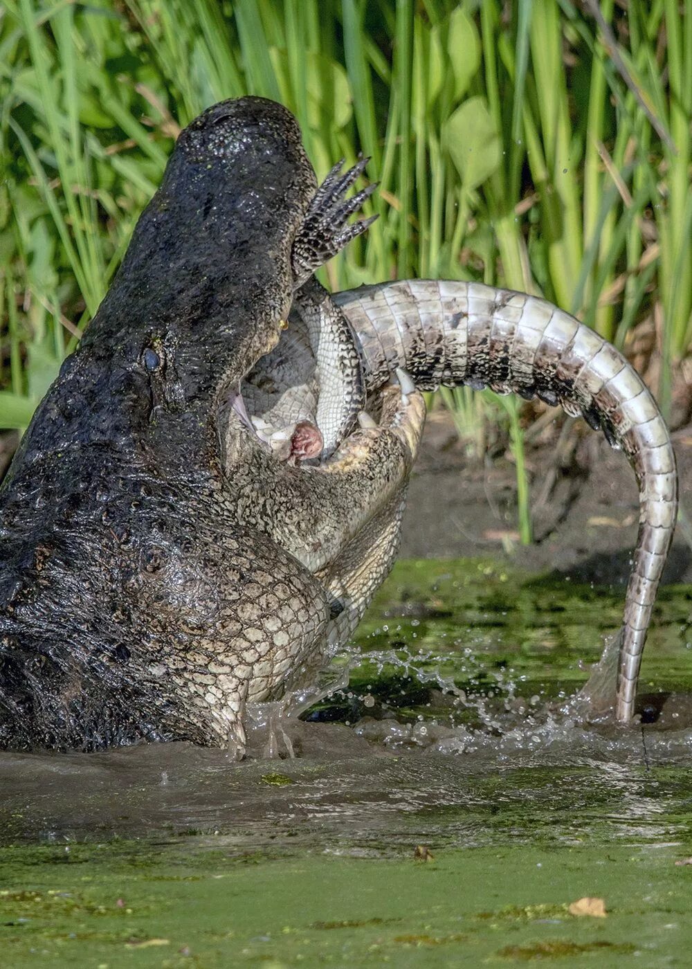 Крокодил про животных. Аллигатор. Миссисипский Аллигатор. Крокодил животное. Крокодил в природе.