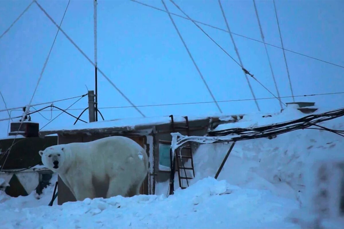 Котельный образ. База северный клевер на острове котельный. остров котельный военная база. остров котельный тикси. новосибирские острова остров котельный.