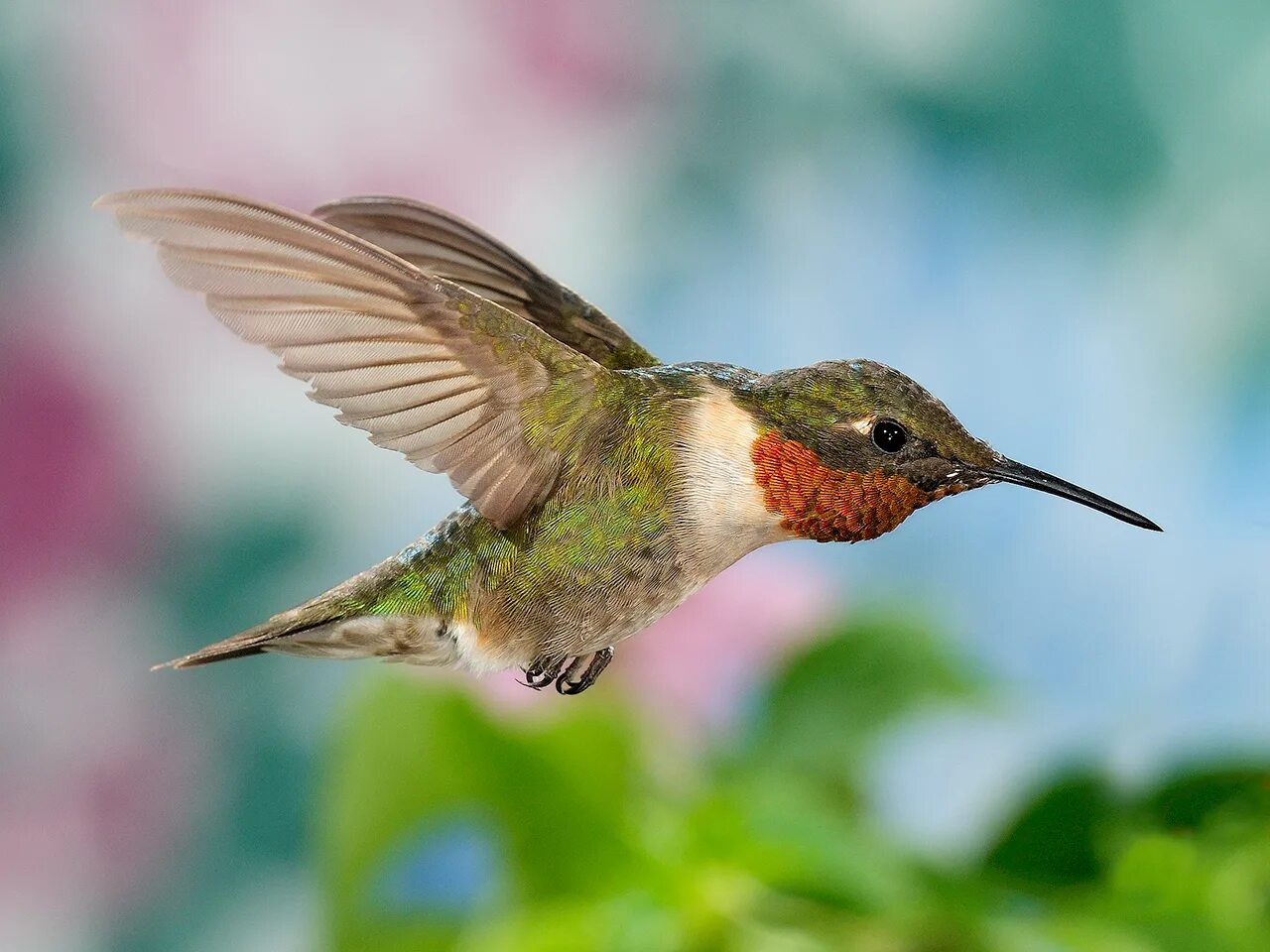 Краснозобый Колибри. Птичка Колибри. Колибри trochilidae. Колибри (подотряд).