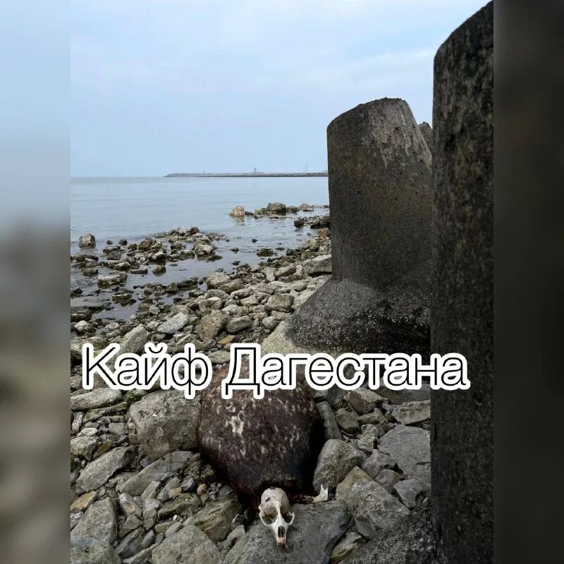 кайф дагестана телеграм