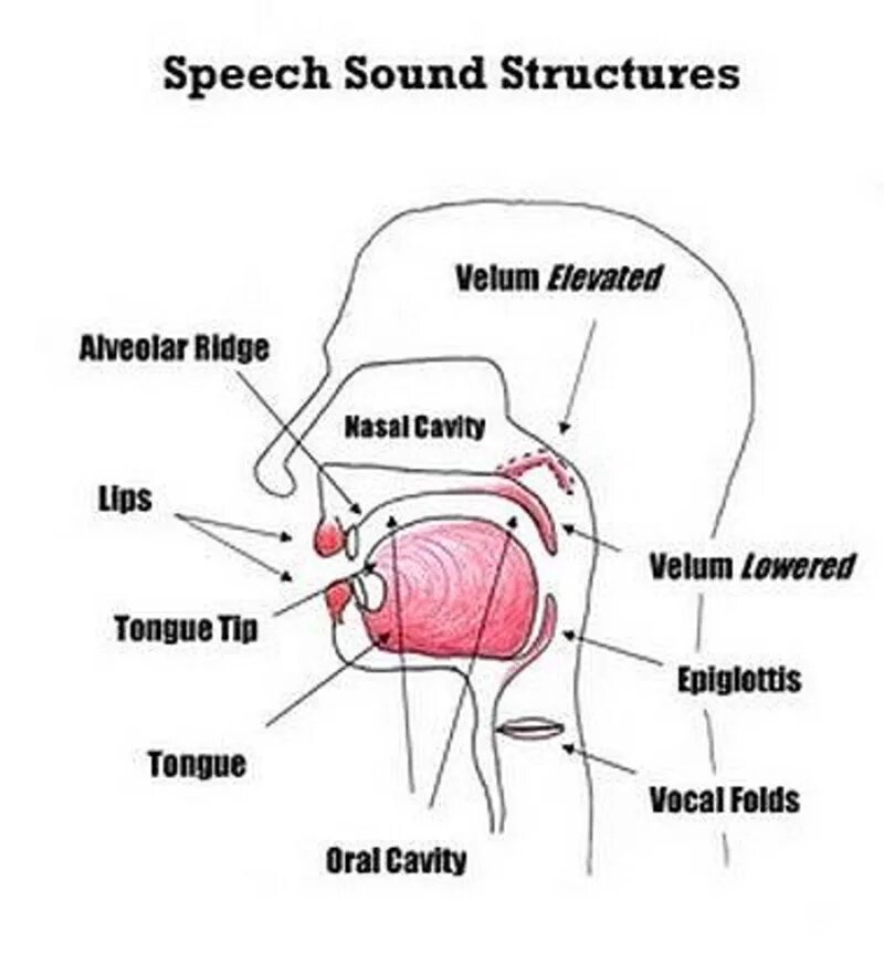 Ridge перевод. Speech Sounds. Alveolar Sounds in Speech. The Production of Speech Sounds. Velum.