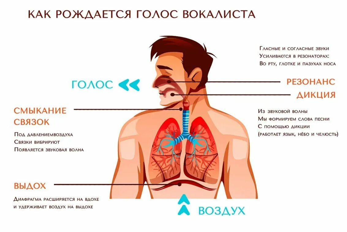 Голосовой аппарат человека строение для вокалиста. Резонаторы голосового аппарата. Устройство певческого голосового аппарата. Певческий аппарат строение голосового аппарата.