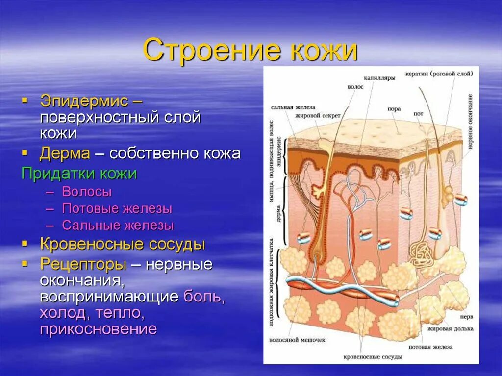 Какие структуры в дерме. Слой 1) эпидермис 2) дерма 3) гиподерма. Функции кожи эпидермис дерма гиподерма. Эпидермис 2) дерма 3) гиподерма. Функции эпидермиса дермы и гиподермы.