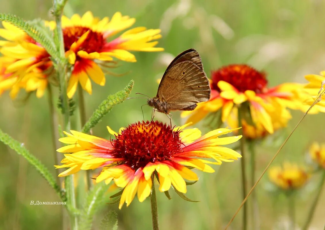 лето красное проходит. лето красное прошло (краски лета. детство без опасности. знойное марево. ах лето красное.