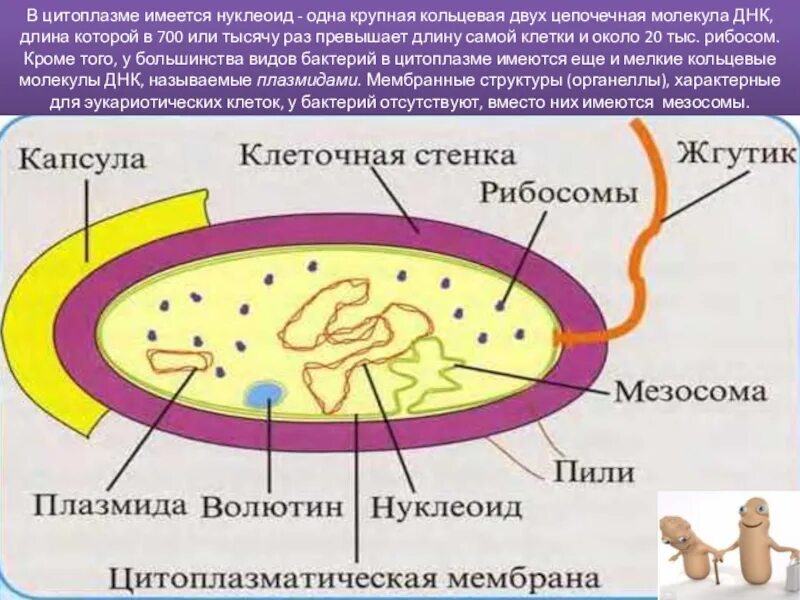 Кольцевой нуклеоид. Нуклеоид бактерий строение. Нуклеоид это в микробиологии. Нуклеоид бактериальной клетки.