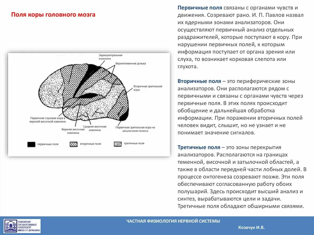 Первичные поля мозга. Первичные поля головного мозга. Первичное поле коры. Вторичные поля головного мозга. Третичные поля головного мозга.