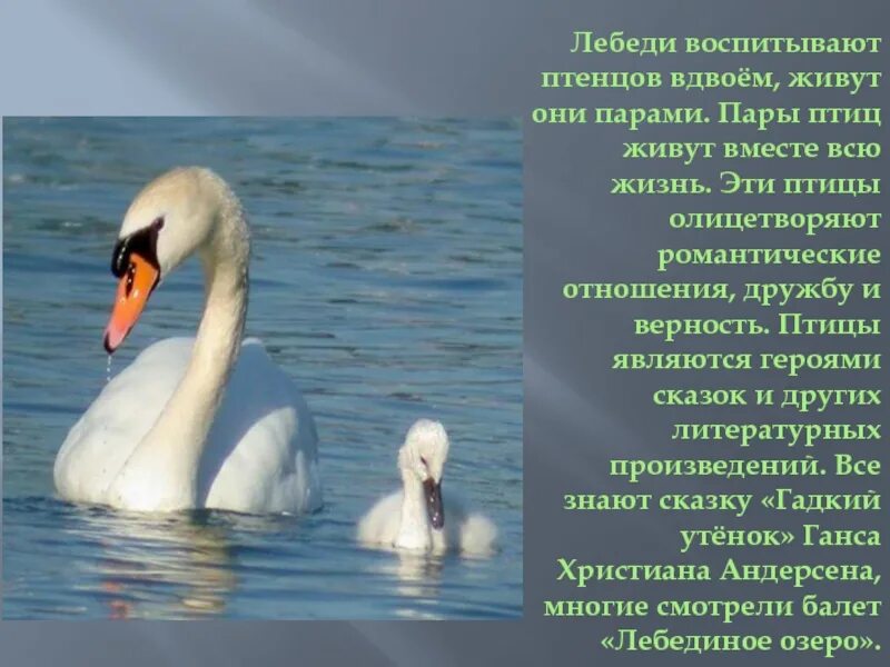 Описание лебедей сочинение. Интересное о лебедях. Интересное сообщение о лебедях. Факты о лебеде. Доклад про лебедя.