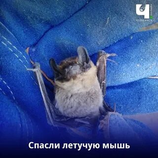 Летучая мышь залетела в окно к чему