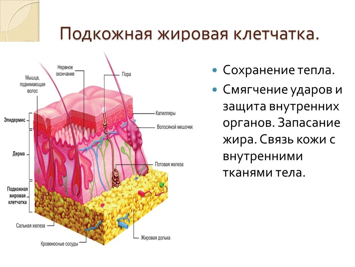 Строение подкожной жировой клетчатки. Дерма и гиподерма. Эпидермис дерма подкожная клетчатка. Подкожно-жировая клетчатка (гиподерма). Клетчатка строение и функции