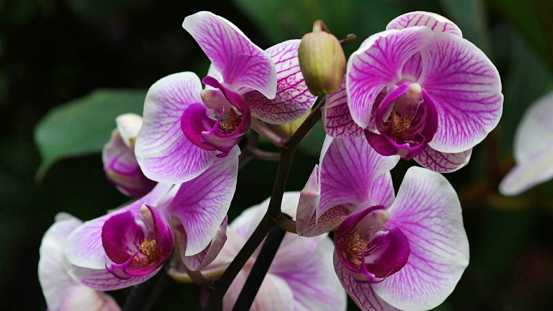 Орхидей купить интернет магазин почтой. Орхидея фаленопсис Reykjavik. Орхидея фаленопсис гибридный. Орхидея фаленопсис Мелоди. Орхидея Phalaenopsis Manila.