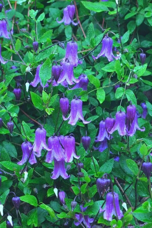 viticella Little Bas Clematis, Flowers, Outdoor inspirations