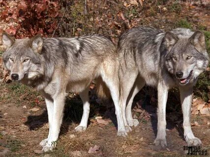 Wolf other