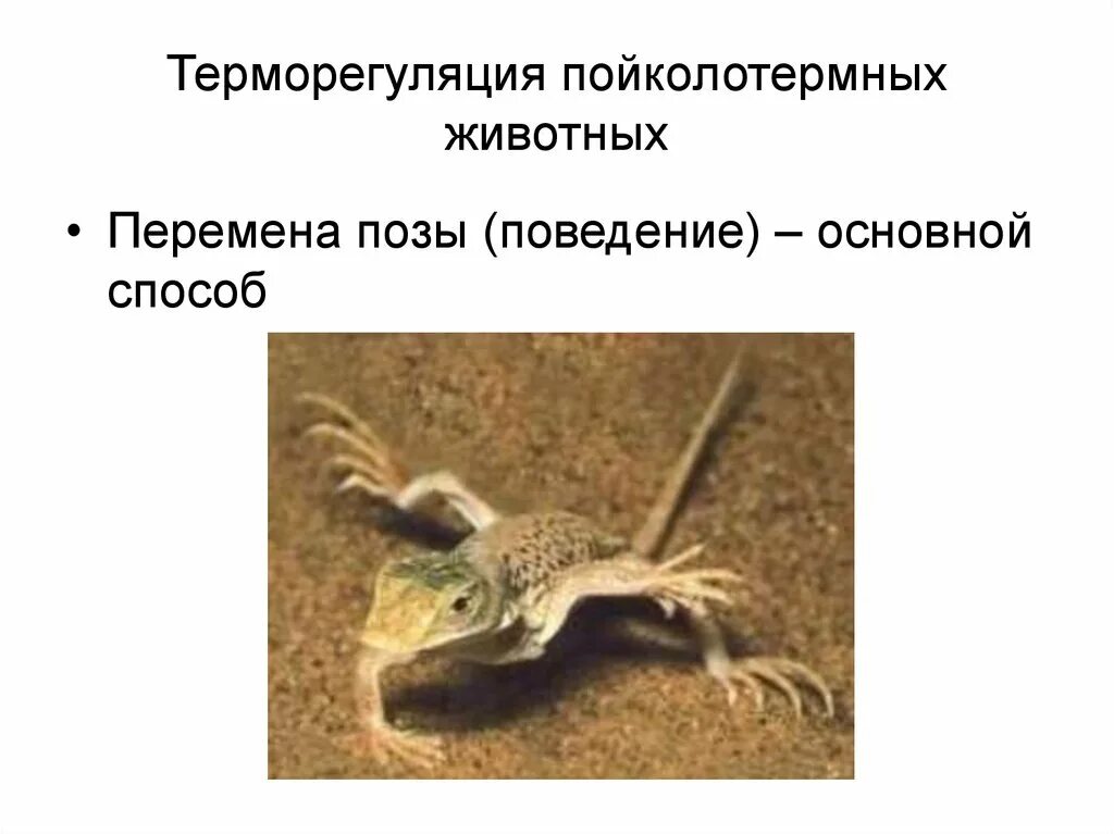 Типы терморегуляции гомойотермные. Терморегуляция животных. Терморегуляция животных. Терморегуляция у животных примеры. Терморегуляция у животных примеры.