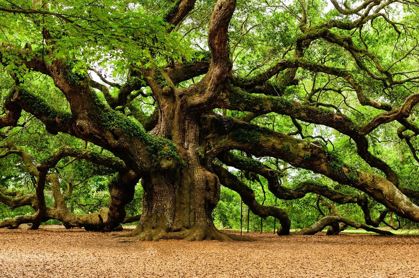 Centuries trees