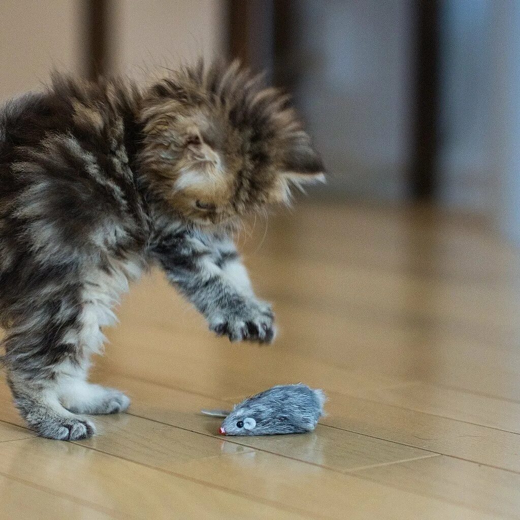 Котята играют на полу. Прикольные котята. Забавные котята. Котята играются. Маленькие котята пушистые.
