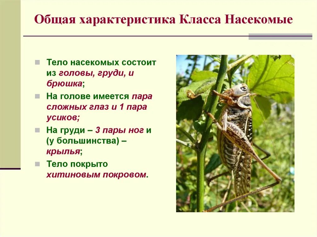 Каких двух насекомых. Общая характеристика насекомых. характеристика класса насекомые. краткая характеристика насекомых. особенности класса насекомые.