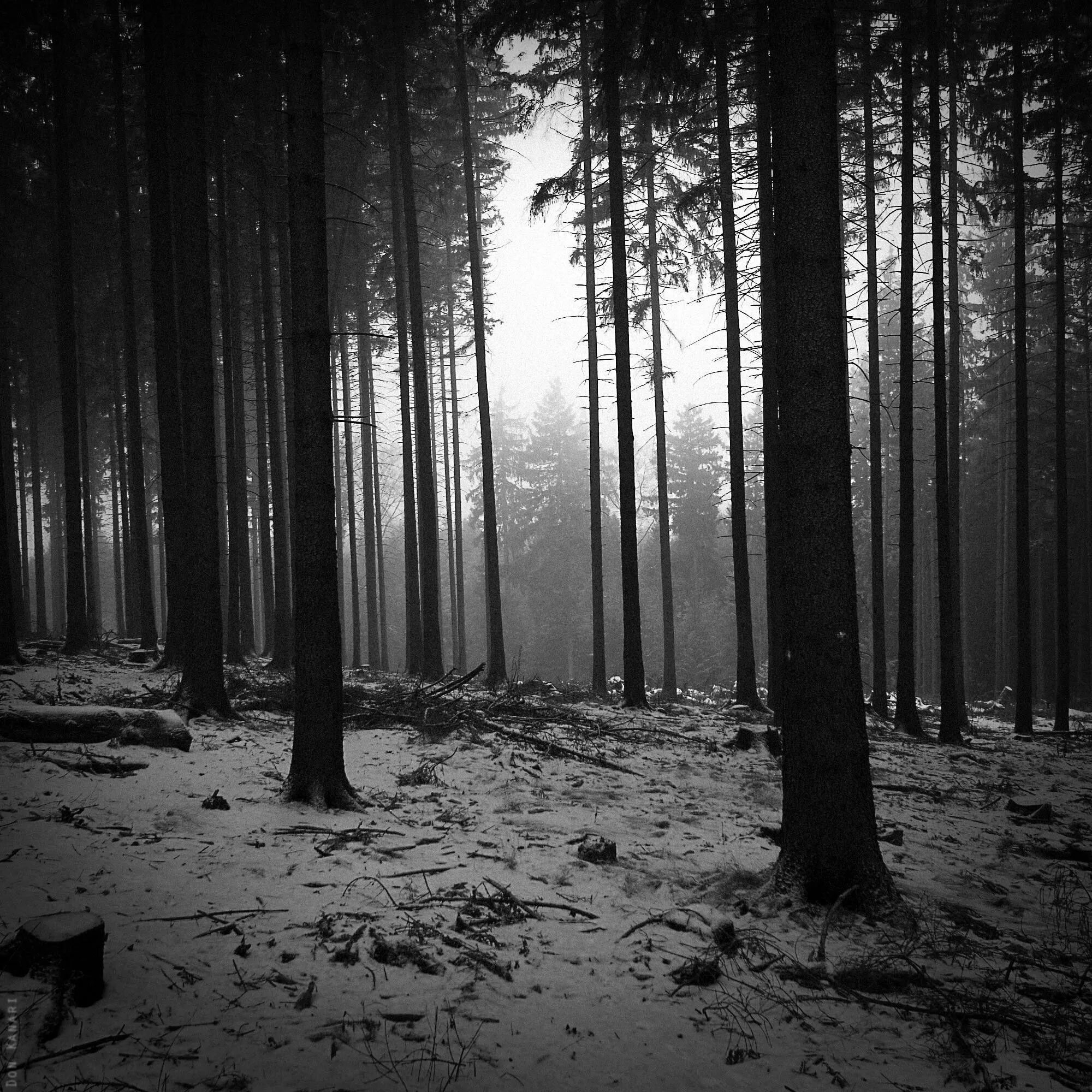 Самый черный лес. Темный лес. Мрачный лес черно белый. Черно белый лес. Черный лес Эстетика.