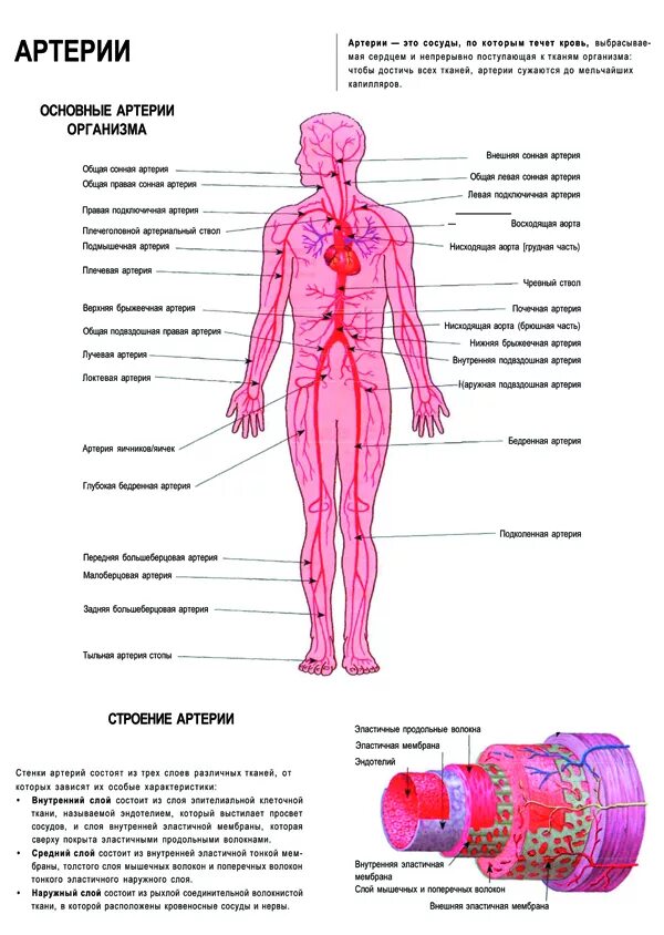 артерии в организме человека схема расположения. какая артерия является главной в организме человека. артериальная система человека анатомия схема. артериальная система схема артерий. виды артерий у человека.